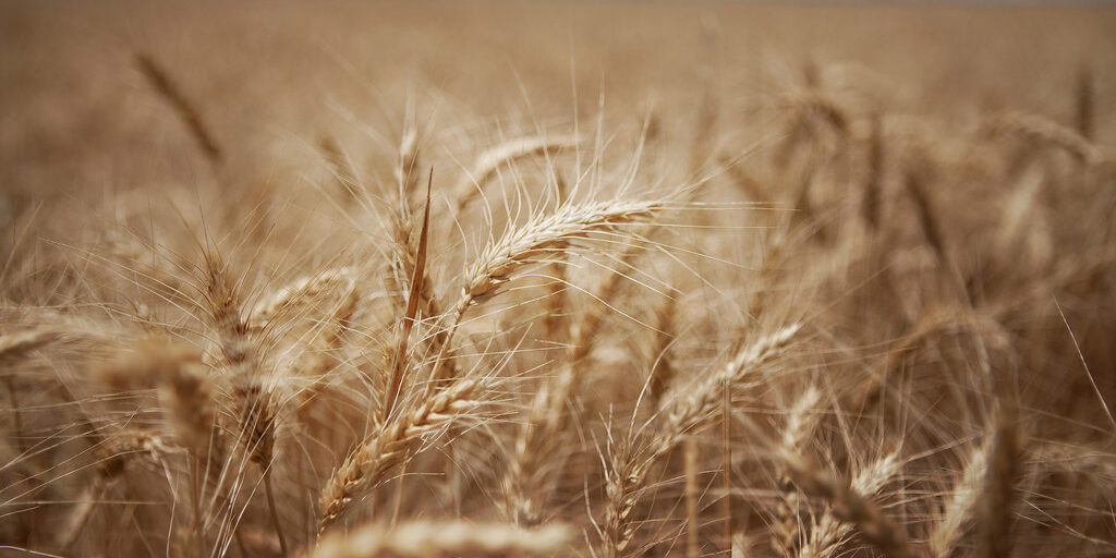 wheat-atlanasia-energy