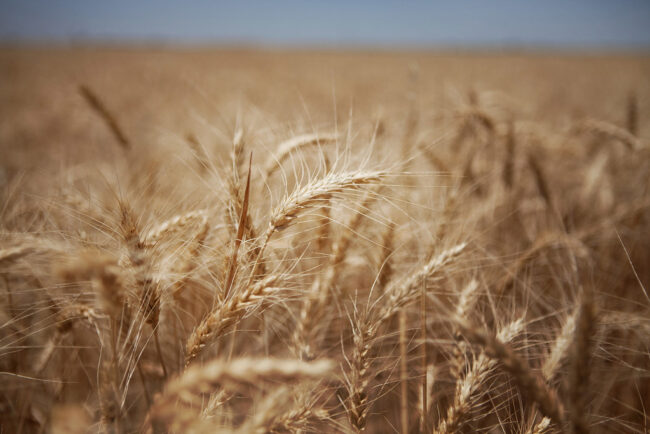 wheat-atlanasia-energy